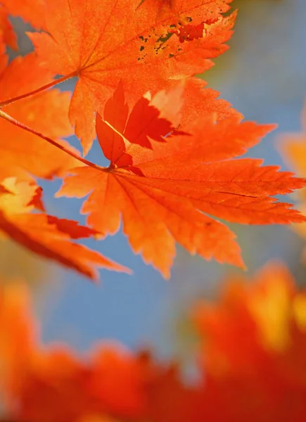 Luminose Foglie Acero Colorate Sui Rami Della Foresta Autunnale — Foto Stock