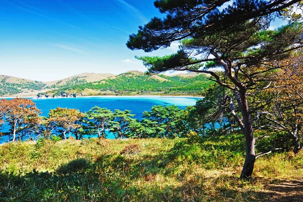 Höstlandskap Ett Träd Bakgrund Havet — Stockfoto