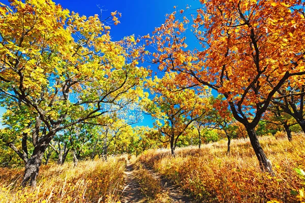 Sonbahar Ağaçlar Onların Yansıma — Stok fotoğraf