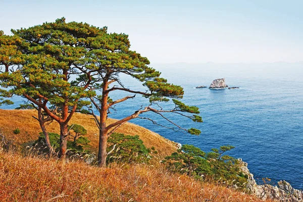 秋の風景 海の背景の木 — ストック写真