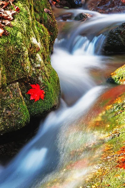 Autumn Landscape Stormy Mountain River — Stock Photo, Image