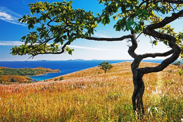 Sonbahar Manzarası Deniz Arka Plan Ağaç — Stok fotoğraf