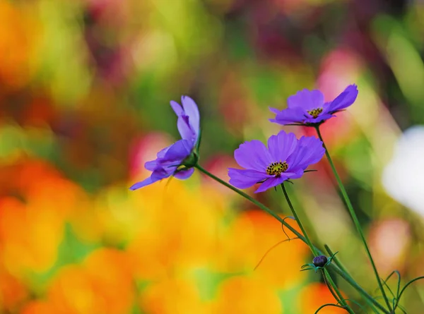 美丽的花 — 图库照片