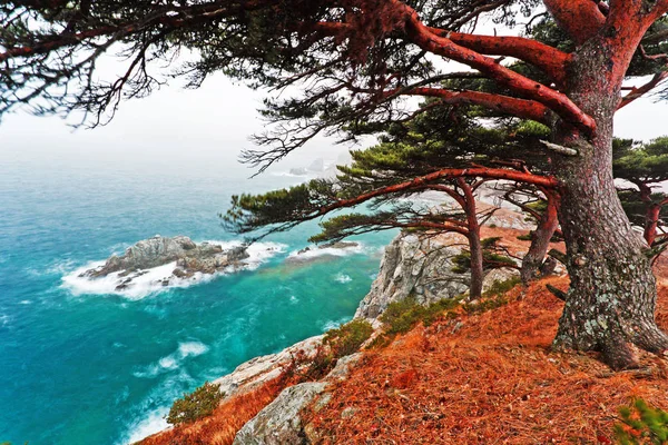 Paisaje Marino Cedro Una Isla Rocosa — Foto de Stock