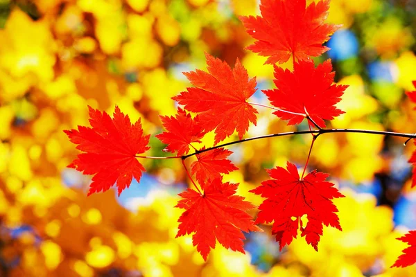 Feuilles Érable Couleur Vive Sur Les Branches Dans Forêt Automne — Photo