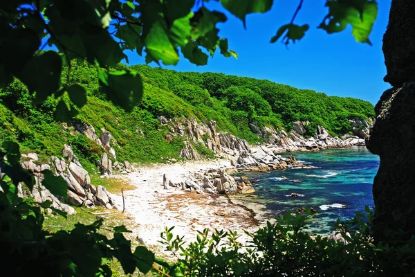 Bomen Groeien Een Eiland Zee Van Japan — Stockfoto