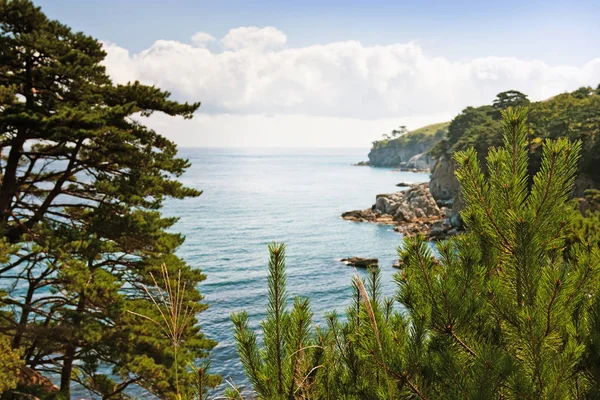 Schöne Grüne Meeresküste Mit Einer Wachsenden Zeder — Stockfoto