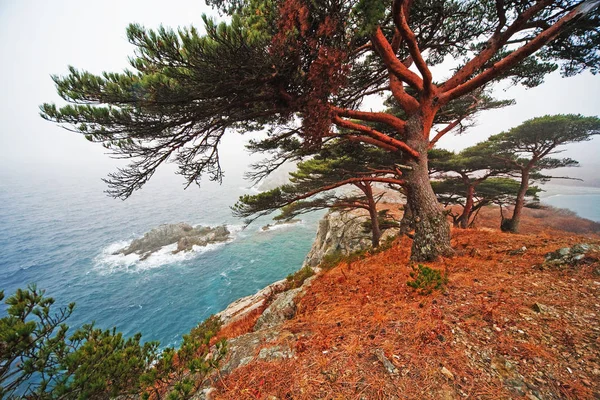 Grób Pine Cedr Nad Brzegiem Morza — Zdjęcie stockowe