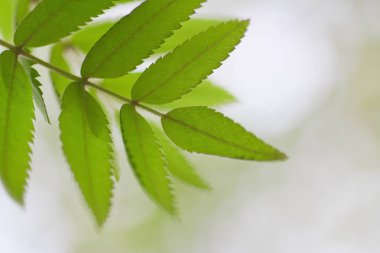 Taze bahar yaprakları gün ışığında parlıyor.