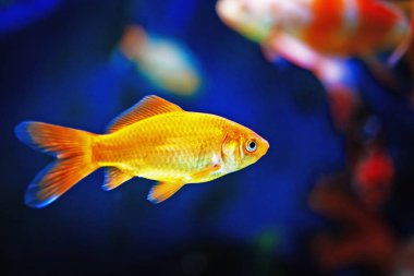 sevimli küçük balık bir akvaryum