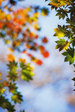 Doğal ortamda parlak sonbahar yaprakları