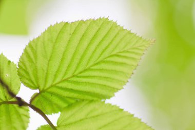 Taze bahar yaprakları gün ışığında parlıyor.