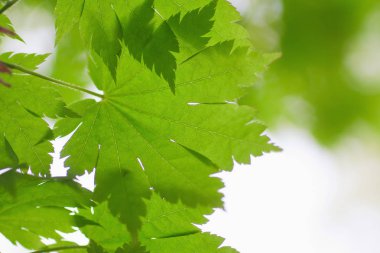 Taze bahar yaprakları gün ışığında parlıyor.
