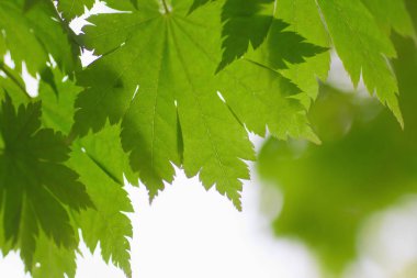 Taze bahar yaprakları gün ışığında parlıyor.