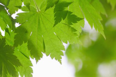 Taze bahar yaprakları gün ışığında parlıyor.