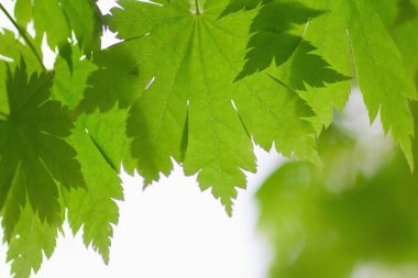 Taze bahar yaprakları gün ışığında parlıyor.