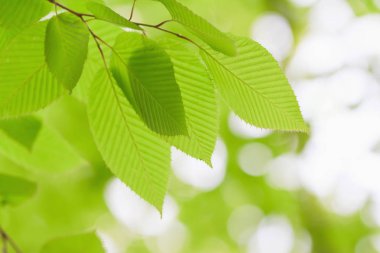 Taze bahar yaprakları gün ışığında parlıyor.