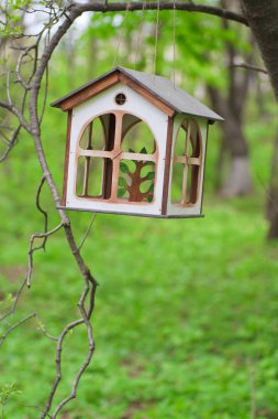 Yaz ormanlarında kuş yemi.