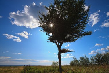 Tarlanın ortasında yalnız bir ağaç.