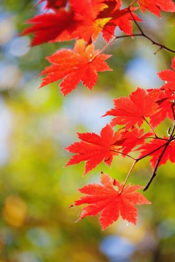 Sonbahar ormanındaki dallarda parlak renkli akçaağaç yaprakları.