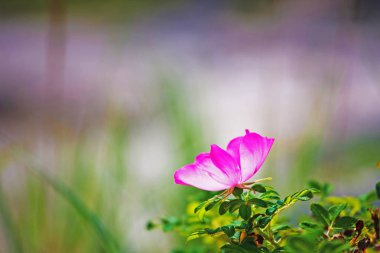 bulanık arka plan üzerinde yaban gülü