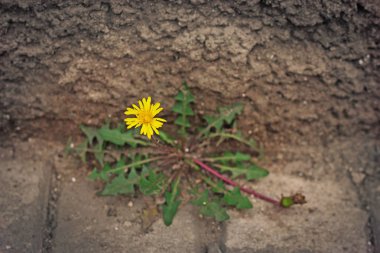 eski şehir duvarının çimento