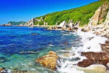 Japonya Denizi 'nde bir adada büyüyen ağaçlar.