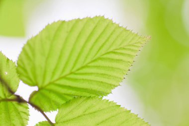 Taze bahar yaprakları gün ışığında parlıyor.