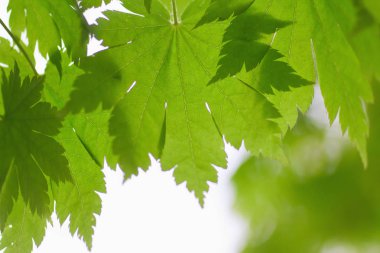 Taze bahar yaprakları gün ışığında parlıyor.