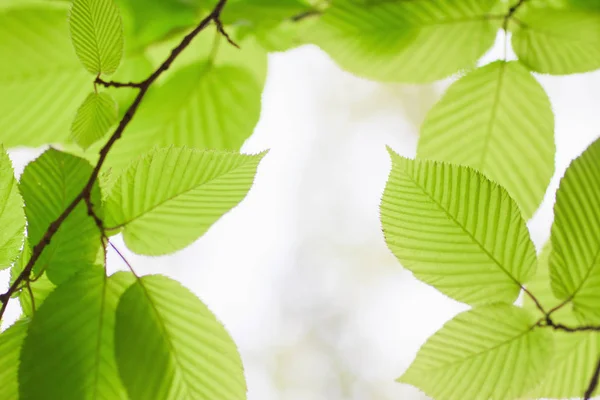 Fresco Bagliore Fogliame Primaverile Alla Luce Del Sole — Foto Stock