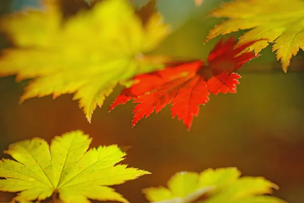 Λαμπερά Χρωματιστά Φύλλα Σφενδάμου Στα Κλαδιά Του Φθινοπωρινού Δάσους — Φωτογραφία Αρχείου