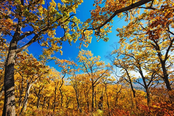 Árvores Outono Seu Reflexo Água — Fotografia de Stock
