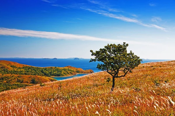 Jesień Krajobraz Drzewo Tle Morza — Zdjęcie stockowe