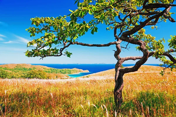 Herfst Landschap Een Boom Achtergrond Van Zee — Stockfoto