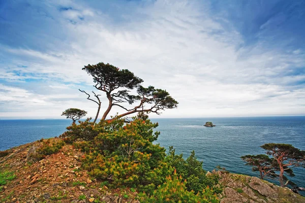 年の自然の風景 崖の上の木 — ストック写真