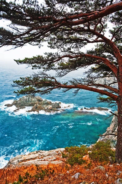 松の墓 海のほとりに杉 — ストック写真