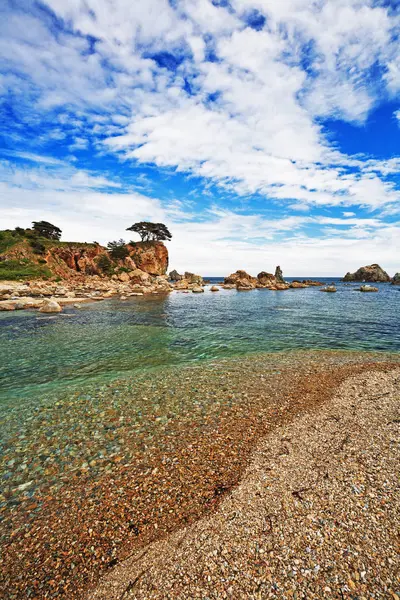 Trees Growing Island Sea Japan — Stock Photo, Image