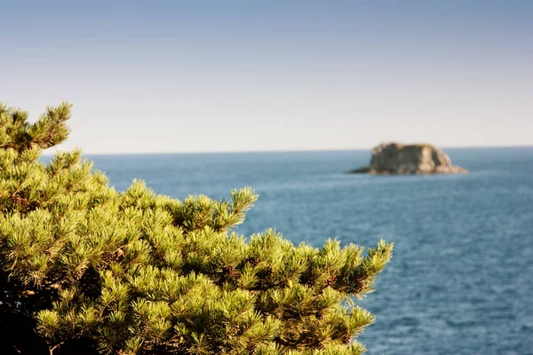 Bela Costa Mar Verde Com Cedro Crescente — Fotografia de Stock