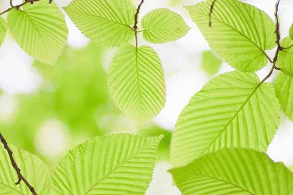 Fresco Bagliore Fogliame Primaverile Alla Luce Del Sole — Foto Stock