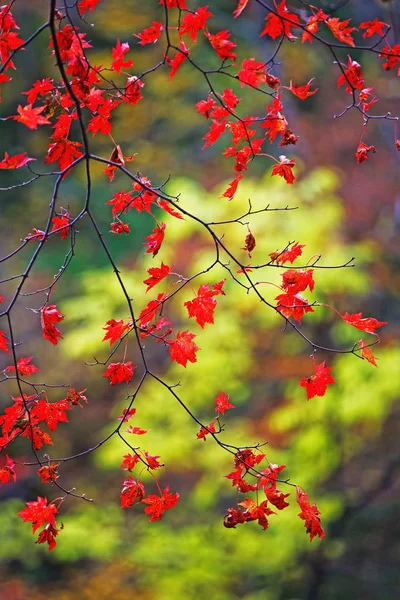 Heldere Herfstbladeren Natuurlijke Omgeving — Stockfoto