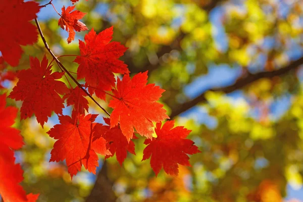 Folhas Outono Brilhantes Ambiente Natural — Fotografia de Stock