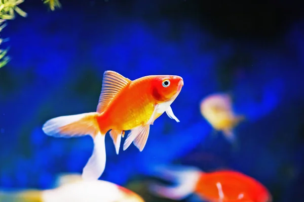 Schattige Kleine Vissen Een Aquarium — Stockfoto