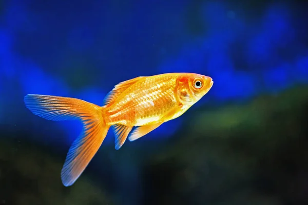 Niedliche Kleine Fische Aquarium — Stockfoto