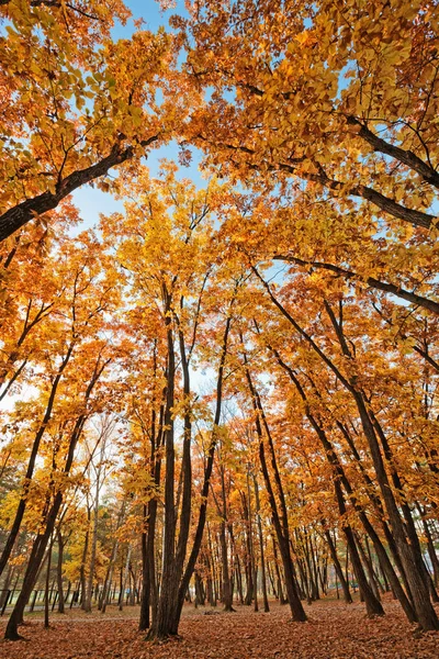 Paesaggio Autunno Luminose Foglie Quercia Colorate Sui Rami Della Foresta — Foto Stock