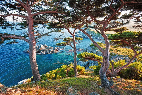 Paisaje Marino Cedro Una Isla Rocosa —  Fotos de Stock