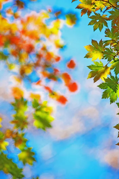Bright Colored Maple Leaves Branches Autumn Forest — Stock Photo, Image