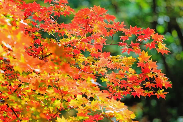 Начало Осени Листья Деревьев Лесу Красиво Окрашены Яркие Цвета — стоковое фото