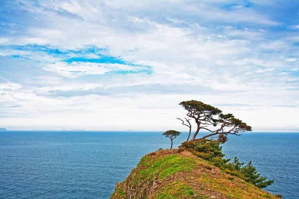 Jahre Der Natürlichen Landschaft Die Bäume Auf Der Klippe — Stockfoto