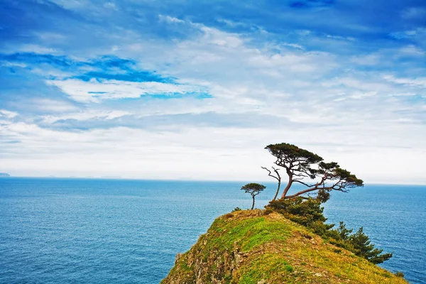 Jahre Der Natürlichen Landschaft Die Bäume Auf Der Klippe — Stockfoto