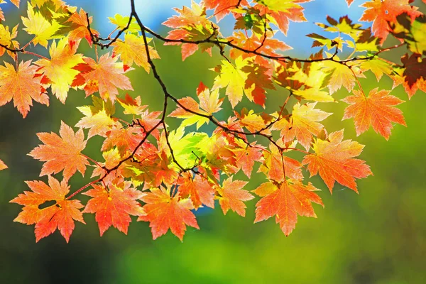 Sonbaharın Başlangıcı Ormandaki Ağaçların Yaprakları Parlak Renklerle Boyanmıştır — Stok fotoğraf